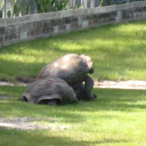 ALDABRA BREEDER