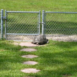 ALDABRA BREEDER