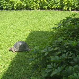 ALDABRA BREEDER