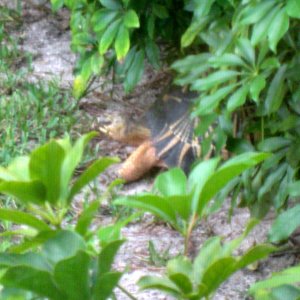 ALDABRA BREEDER