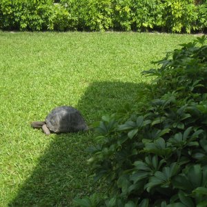 ALDABRA BREEDER