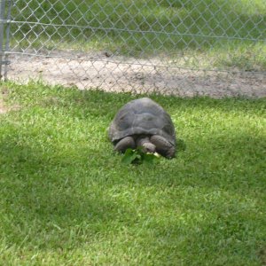 ALDABRA BREEDER
