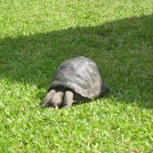 ALDABRA BREEDER