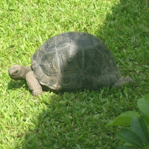 ALDABRA BREEDER