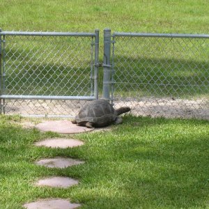 ALDABRA BREEDER
