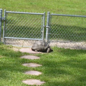 ALDABRA BREEDER