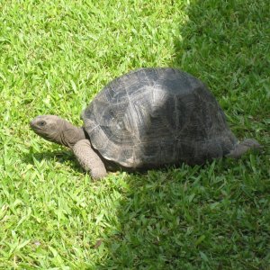 ALDABRA BREEDER