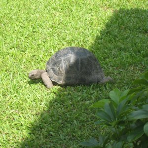 ALDABRA BREEDER