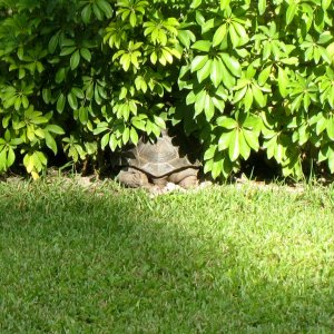 ALDABRA BREEDER