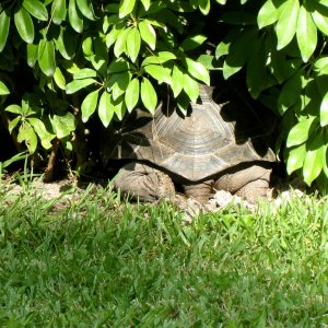 ALDABRA BREEDER