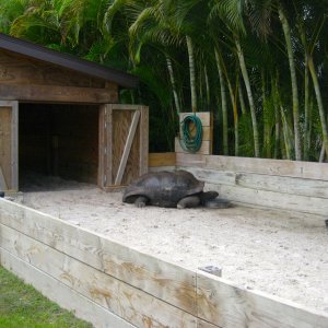 ALDABRA BREEDER