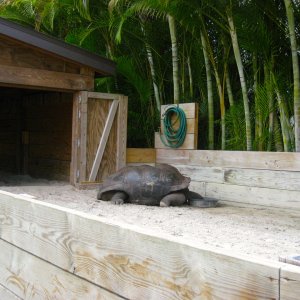 ALDABRA BREEDER