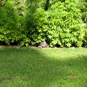 ALDABRA BREEDER
