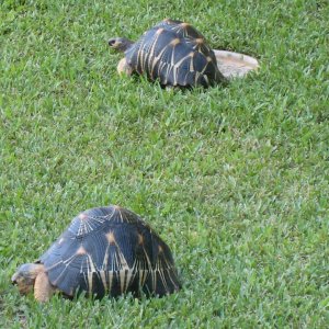 ALDABRA BREEDER