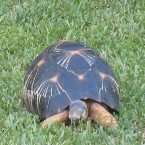 ALDABRA BREEDER