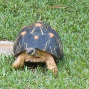 ALDABRA BREEDER