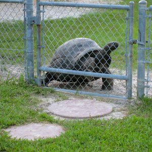 ALDABRA BREEDER