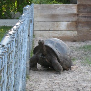 ALDABRA BREEDER