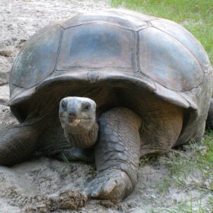 ALDABRA BREEDER
