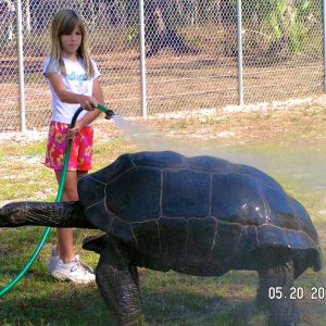 ALDABRA BREEDER