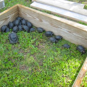 ALDABRA BREEDER