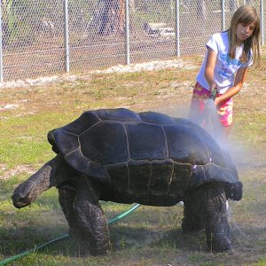 ALDABRA BREEDER