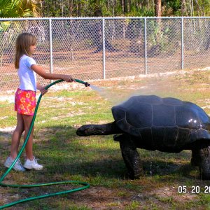 ALDABRA BREEDER