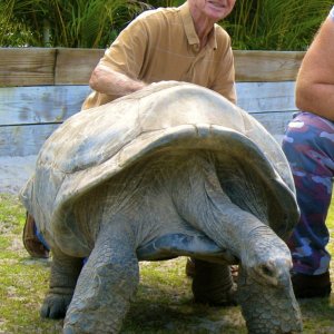 ALDABRA BREEDER