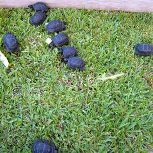 ALDABRA BREEDER