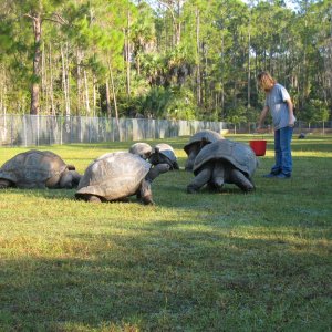 ALDABRA BREEDER
