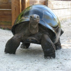 ALDABRA BREEDER