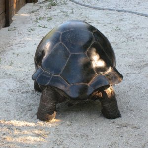 ALDABRA BREEDER