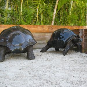 ALDABRA BREEDER