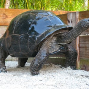 ALDABRA BREEDER