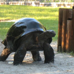 ALDABRA BREEDER