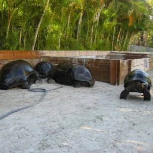ALDABRA BREEDER