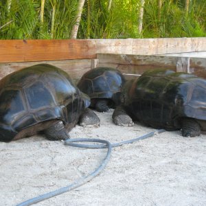 ALDABRA BREEDER