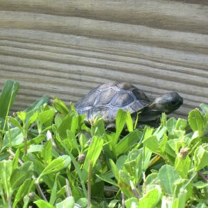 ALDABRA BREEDER