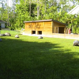 ALDABRA BREEDER