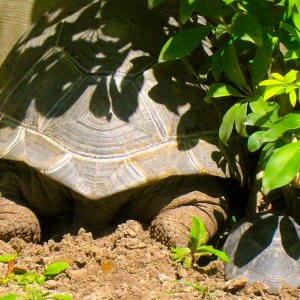ALDABRA BREEDER