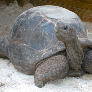 ALDABRA BREEDER