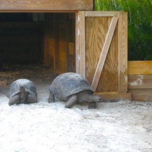 ALDABRA BREEDER