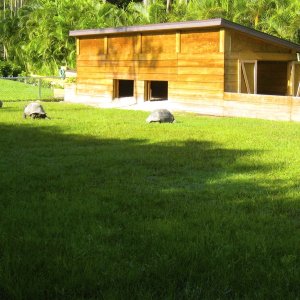 ALDABRA BREEDER
