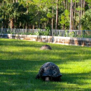 ALDABRA BREEDER