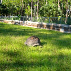 ALDABRA BREEDER