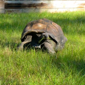 ALDABRA BREEDER