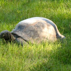 ALDABRA BREEDER
