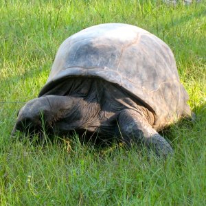 ALDABRA BREEDER