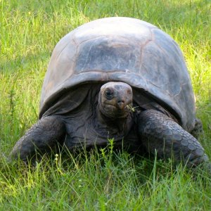 ALDABRA BREEDER