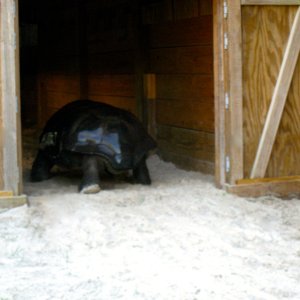 ALDABRA BREEDER